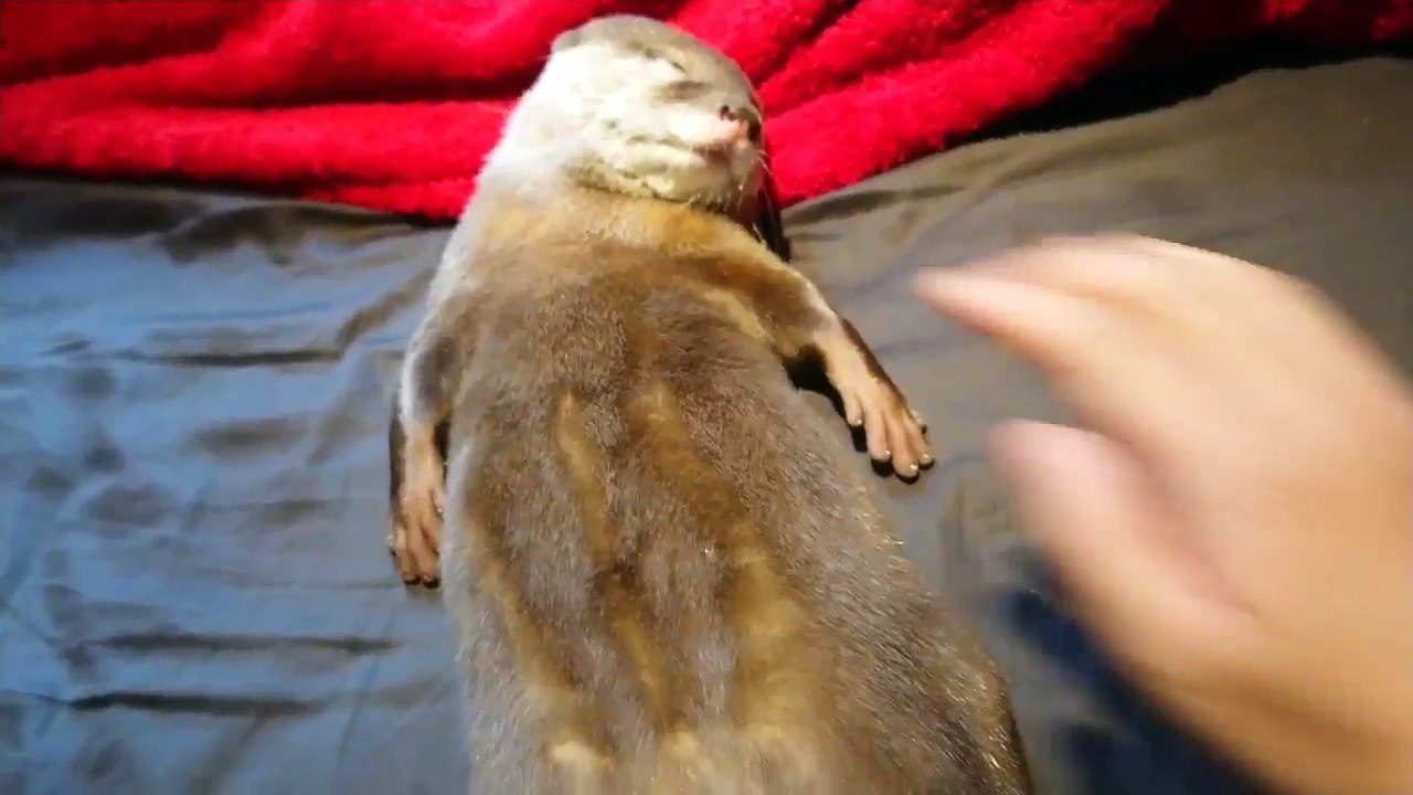 นากนอนหลับสบาย - Otter have good sleep