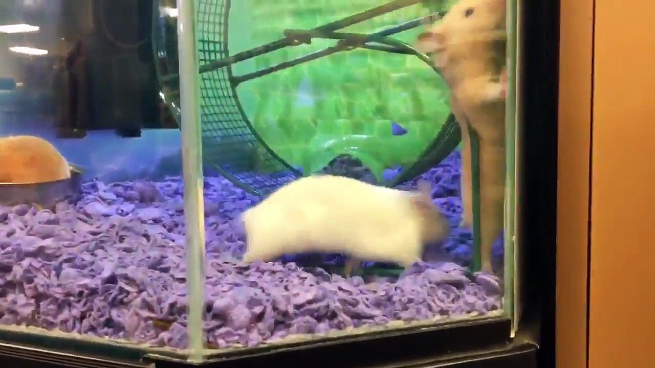 หนูตะเภาวิ่งผิดพลาด - Guinea Pig fail