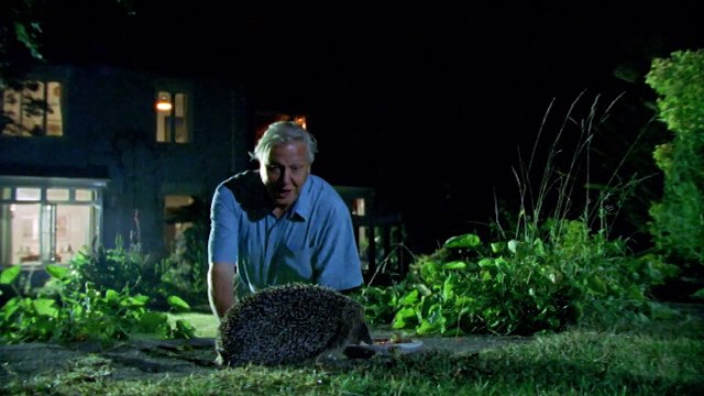 l'amour chez les hérissons