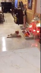 Chú chó vừa đi giật lùi vừa vái lạy khiến cộng đồng mạng được phen cười nghiêng ngả
