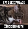 Chú mèo ăn tham bị mắc thịt ở ngang miệng