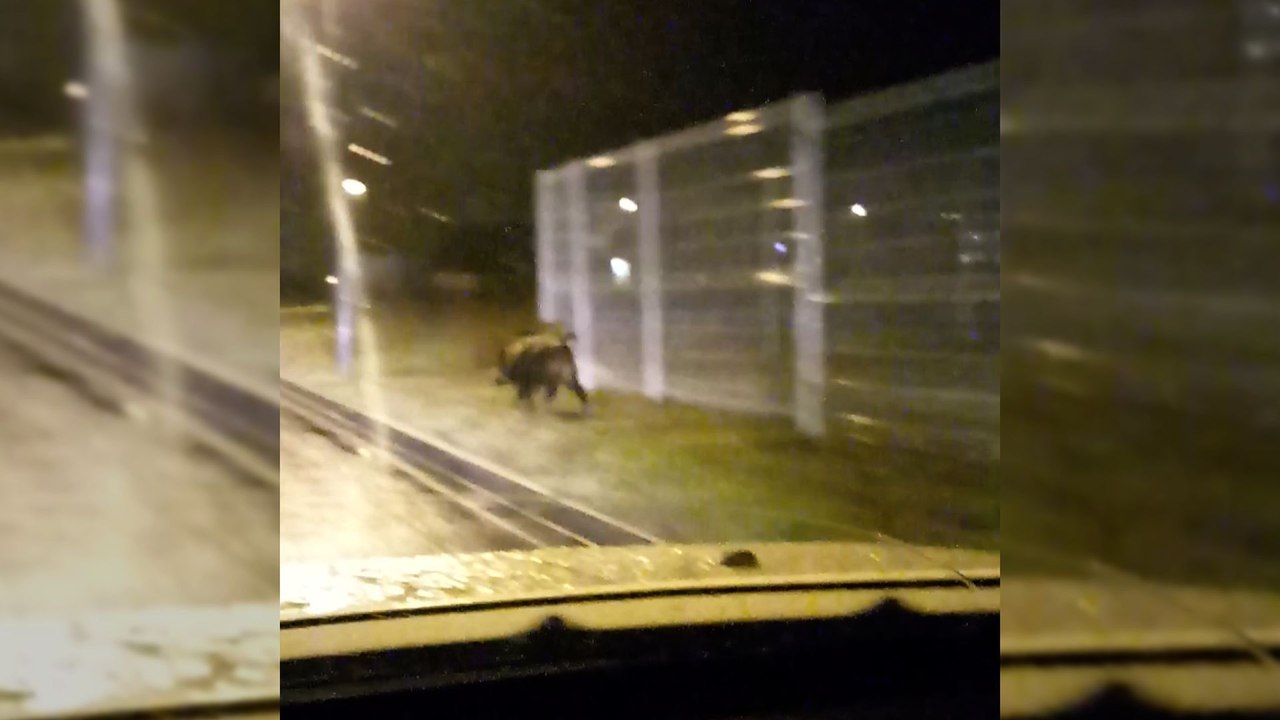 Un sanglier dans la zone du Causse à Castres
