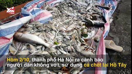 Cá chết hồ Tây