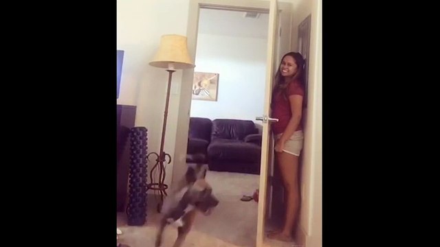 Cười đau bụng với những chú chó chơi trò trốn tìm