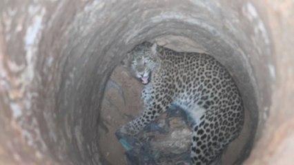 Un léopard secouru du fond d'un puits en Inde