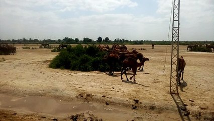Thar desert