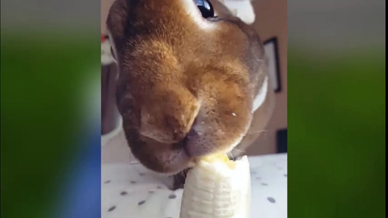 Chú thỏ đáng yêu này đang khiến cư dân mạng thế giới phát cuồng