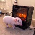 Chú lợn đứng nghe âm thanh lửa cháy bên trong lò sưởi vô cùng đáng yêu