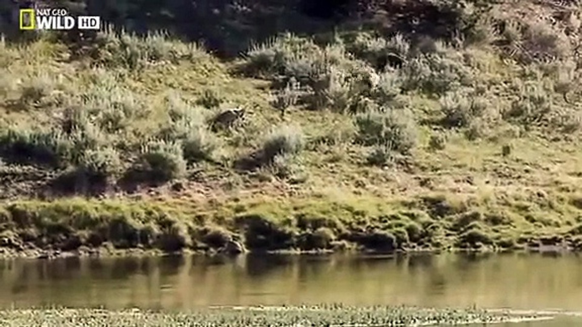 Black Wolf - Yellowstone Park Dangerous Hybrid Wolf