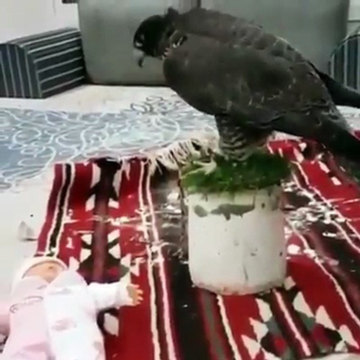Eagle biting doll funny