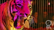 Paris bannit les cirques avec des animaux sauvages