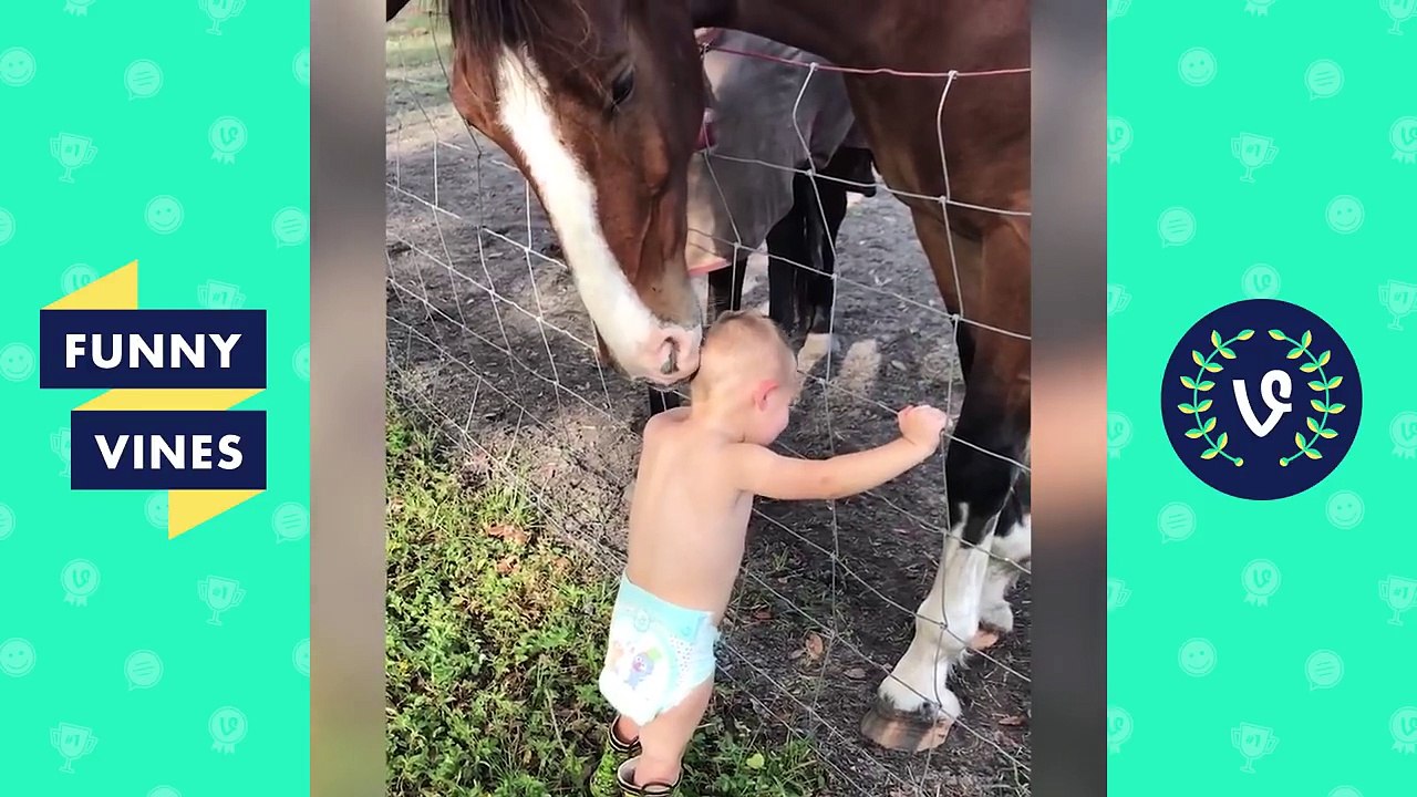 Ultimate Funny Animals Videos Compilation 2017 - Funny Vine