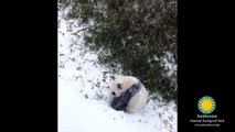 Ce bébé panda qui fait des roulades dans la neige est la vidéo la plus mignonne que vous verrez aujourd'hui
