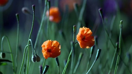 Twitch Releases Statement In Support Of Net Neutrality