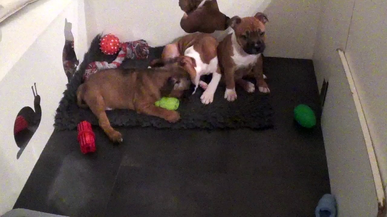 51ème vidéo avec les 3 dragons de STAFFORDLAND