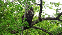 Eagle on the tree in safari-amazing eagle birds of mother nature-4k rare eagle birds video