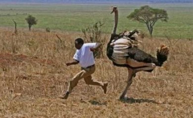 Avestruz Em Preparação Para Maratona E Cenas Divertidas