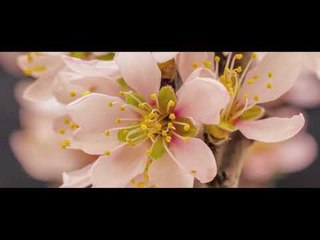 2018臺中世界花卉博覽會 形象廣告-指揮篇(40秒)