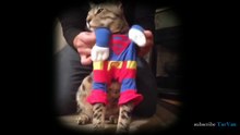 搞笑貓咪合集 funny cat compilation