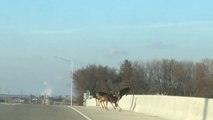 Horrifying moment 'panicked' deer leap to their deaths from bridge in Iowa