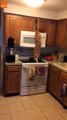 Ce chat affamé essaie d'atteindre le placard pour attraper ses croquettes... Pas facile !!