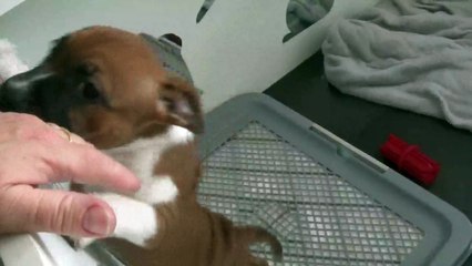 54ème vidéo La dragonne n°2 de STAFFORDLAND