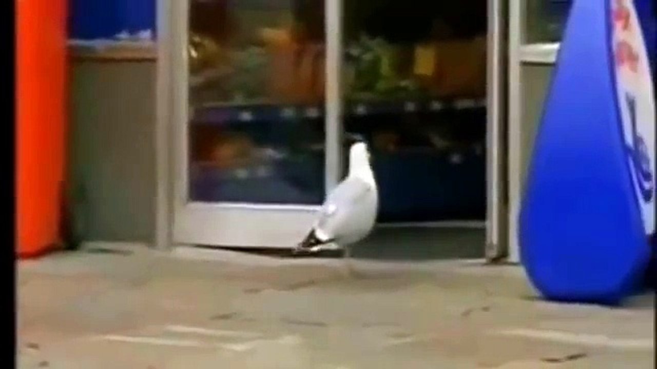 Funny animals video, Whatsapp compilation 2018