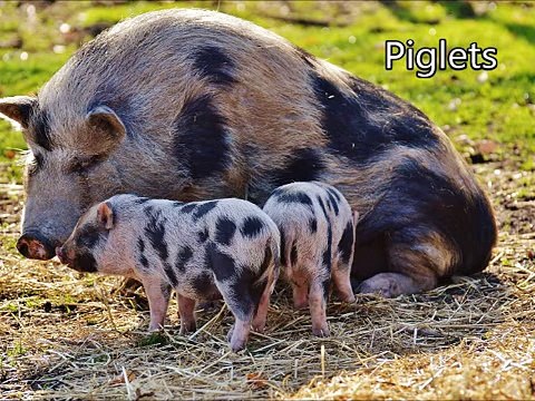 Cute Funny Baby Animal Videos, Funny Animals Fails, Cutest Pets Videos, Lovely Animals Compilation