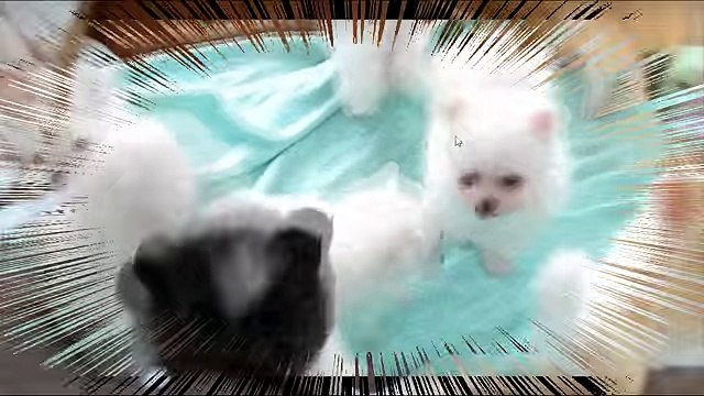 Cute pug puppies Funny Video- Pug puppies funny Fails - funny animals for Kids 2018