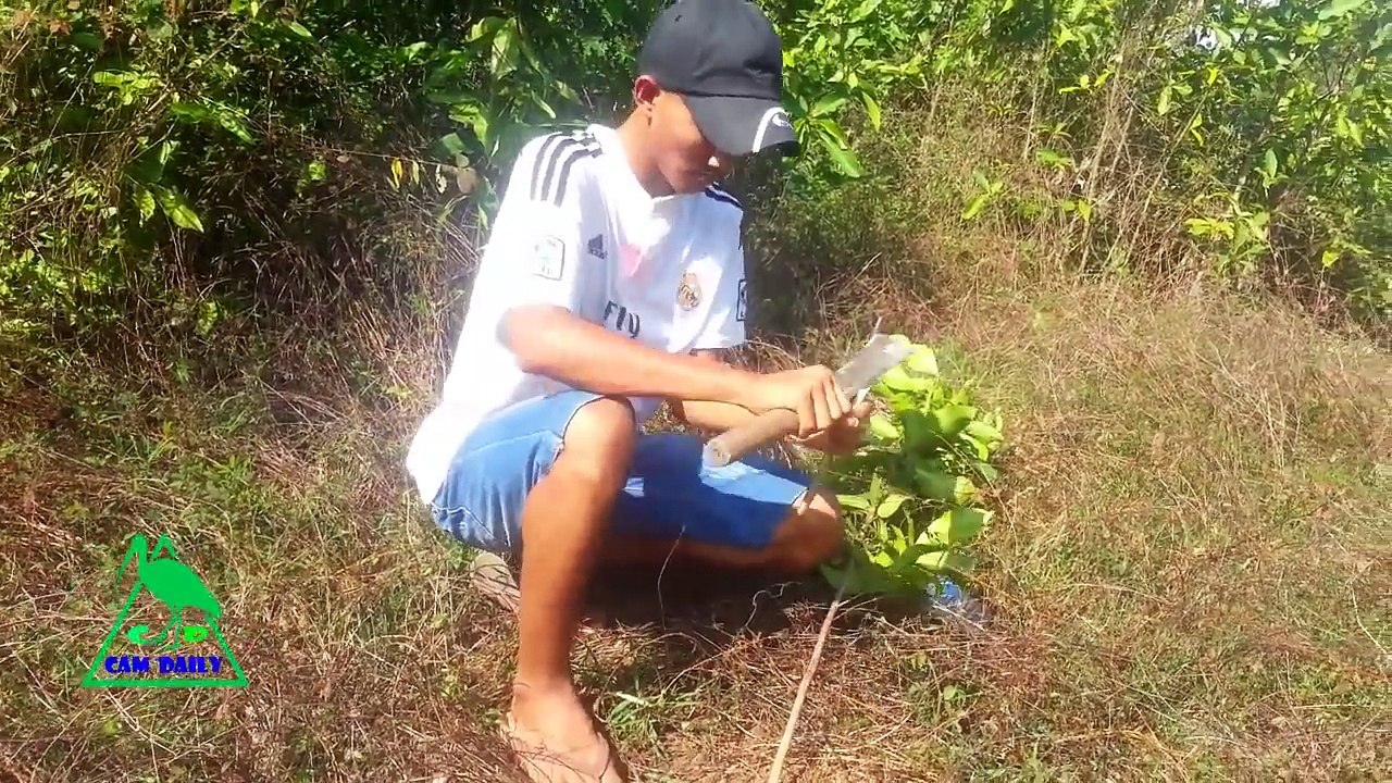 Paiute Deadfall Best Bird Trap In My Village - Best Bird Trap (100% Work)