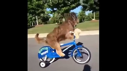 Funny Animal Videos Compilation 2018 Must Watch