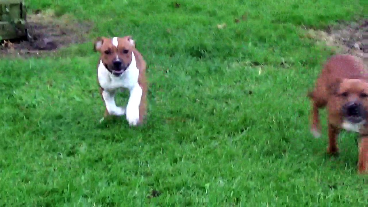 NANCY & NUEVE DIEZ de STAFFORDLAND