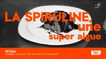La spiruline : une super algue