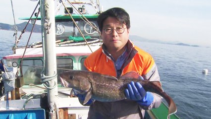 겨울 진미 입 큰 '대구' 잡이 본격 시작 / YTN