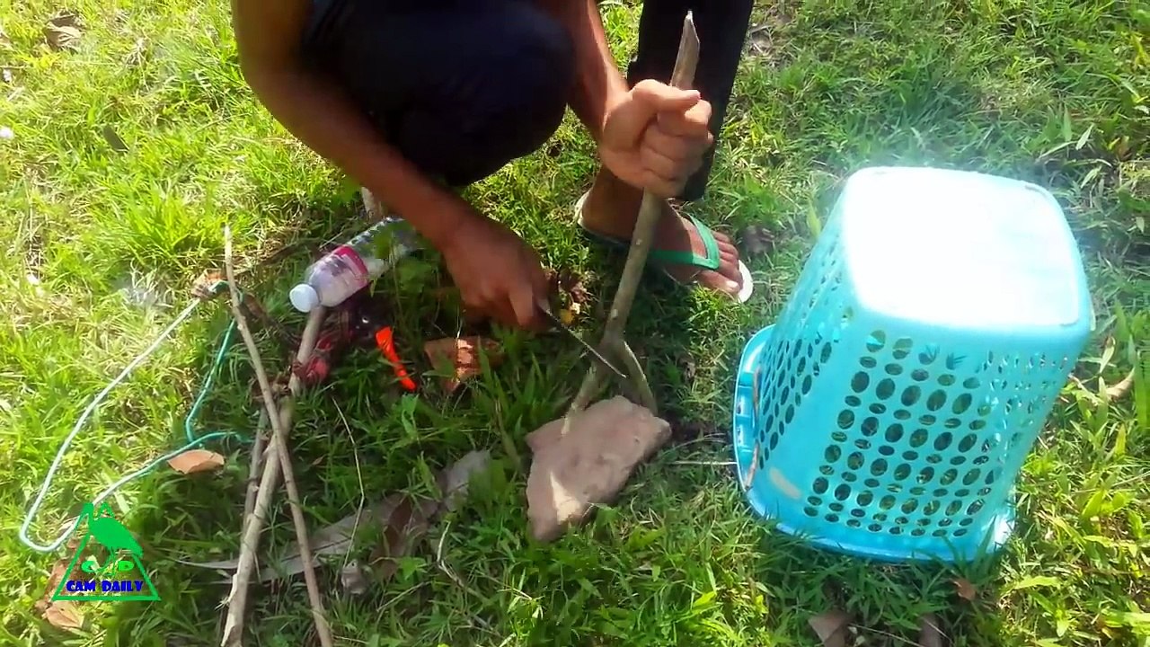 Amazing BINS Bird Trap in My Village - How To Catch Birds With BINS Birds Traps