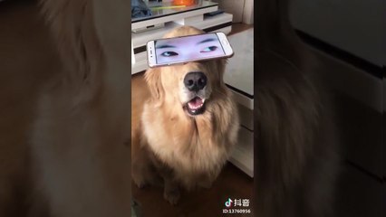 Ce chien a des yeux humains 