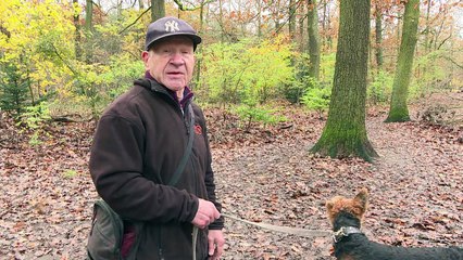 Novos moradores: javalis se multiplicam em Berlim