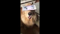 Un chien avec des yeux d'humains... Tellement bizarre