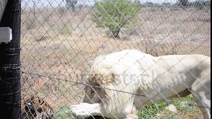 Bengal Tiger fighting a White Lion