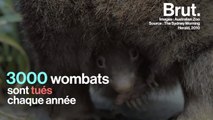 Un bébé wombat sauvé de justesse en Australie