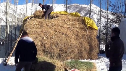Hayvanları için kızaklarla ve sırtlarında ot taşıyorlar - HAKKARİ
