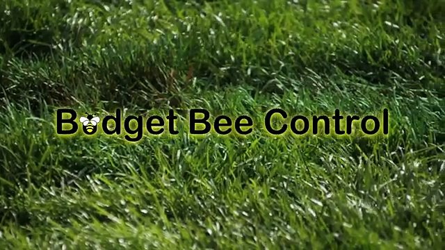 Remove Bee Hive - Houston TX - 713-551-6320
