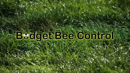 Remove Bee Hive - Houston TX - 713-551-6320
