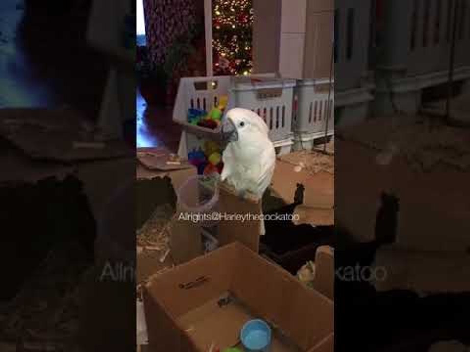 Harley the Cockatoo Sings Her New 'Cup Song' video Dailymotion