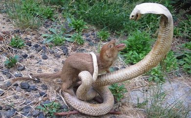 Mangustos Vs Cobras - Confrontos Impressionantes