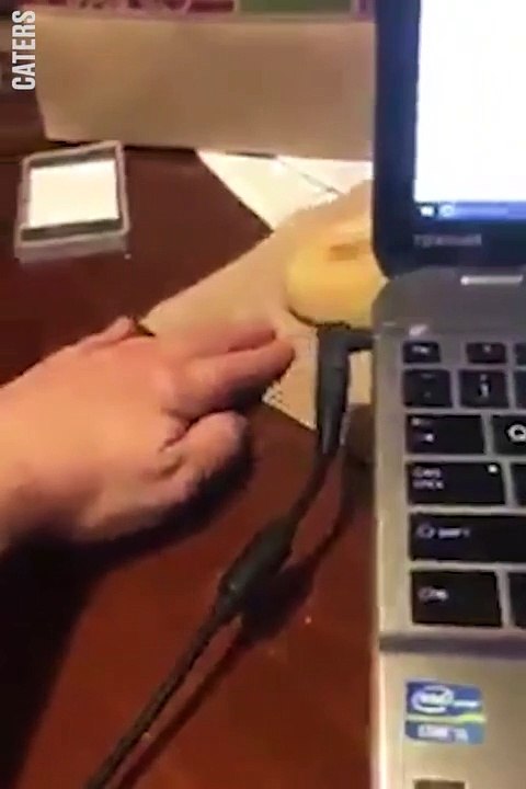 Ce chat futé tend sa patte pour voler le pain de son maitre... Trop mignon