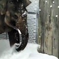 Premier jour de neige au zoo de l'Oregon. Les animaux découvrent la poudreuse !