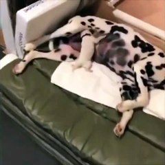 Ce chiot est vraiment affamé... Miam miam