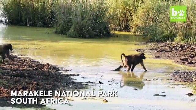 Chacun sa technique pour traverser la rivière... Ahaha