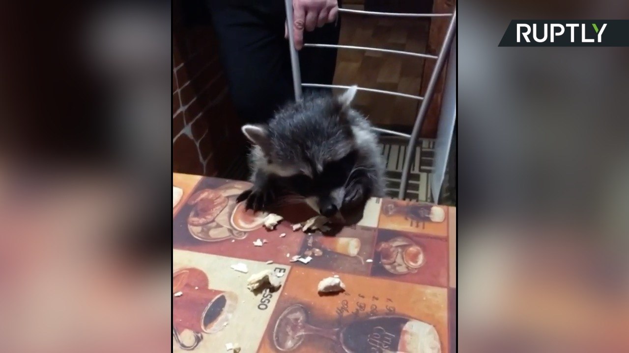 Este zorro y este mapache son los mejores amigos del mundo